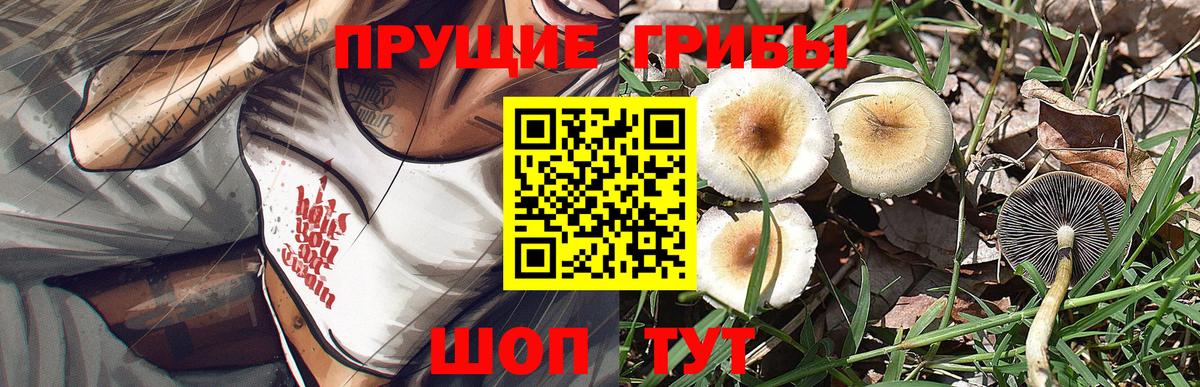 Галлюциногенные грибы Psilocybine cubensis  Северобайкальск 